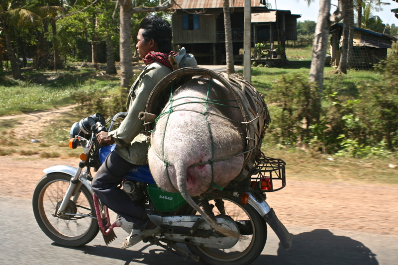 Transportando um porco gigante