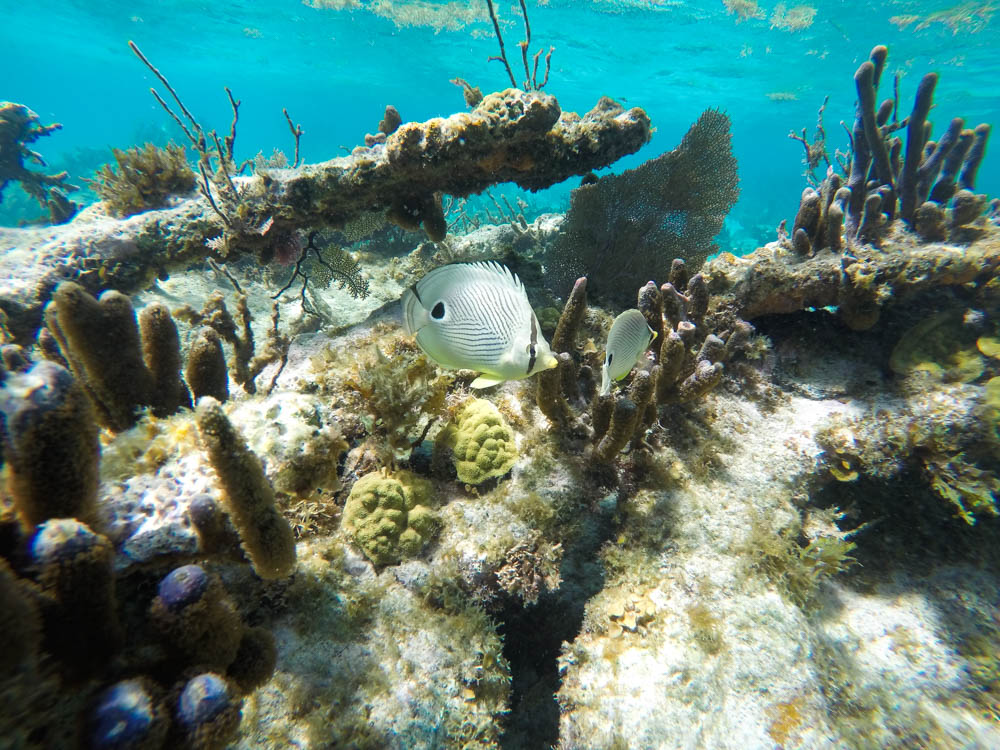 Barreira de Corais de Belize