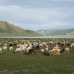 Fomos rodeados por cabras e carneiros