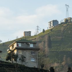 Plantações de chá nas montanhas de Rize