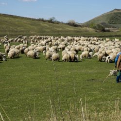 Pastores de ovelha