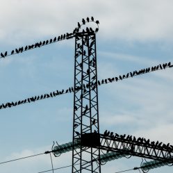 Muitos pássaros