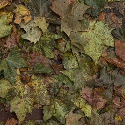 Calçadas cobertas de folhas